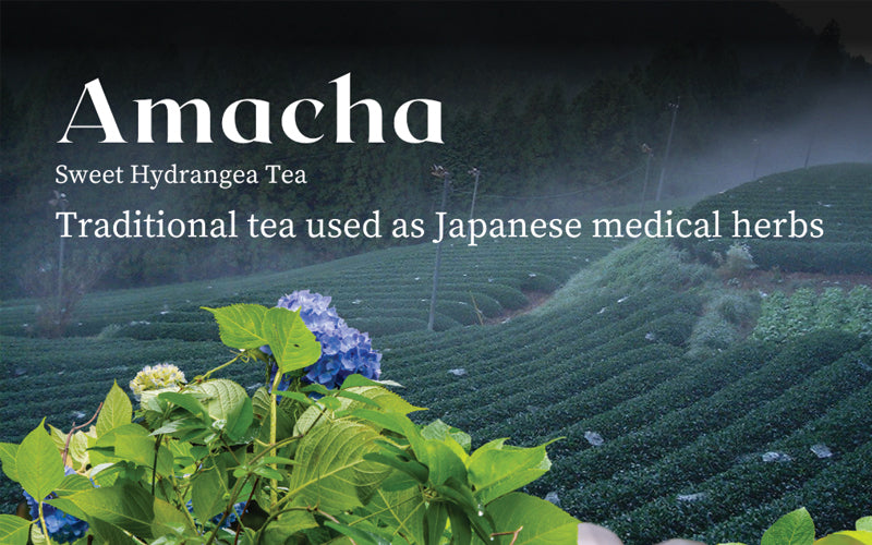 Natural sweet tea used as Japanese herbs