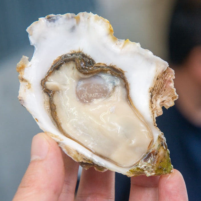[Sashimi Grade] Yamada Bay Oyster (12pcs) with whole shell