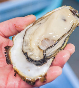 [Sashimi Grade] Yamada Bay Oyster Large (4pcs) with whole shell